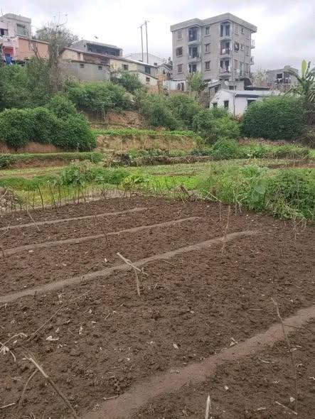 Terrain 500 m² à vendre — Sabotsy Namehana - photo 4