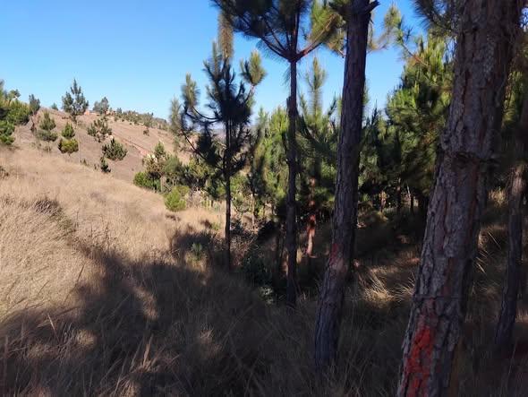 Terrain 5 000 m² à vendre — Anjomakely - photo 2