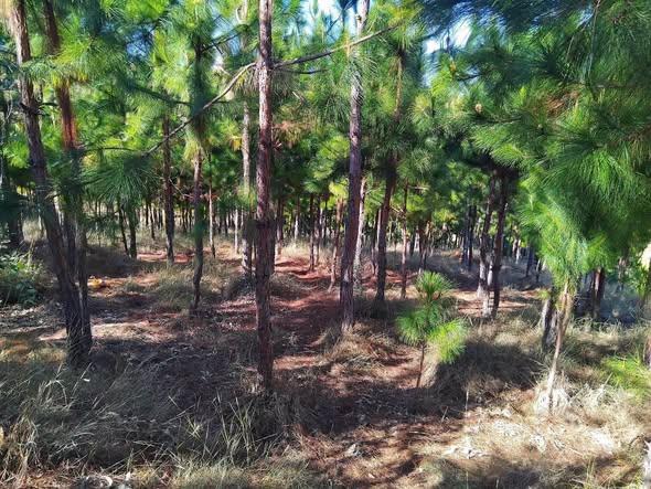 Terrain 5 000 m² à vendre — Anjomakely - photo 3