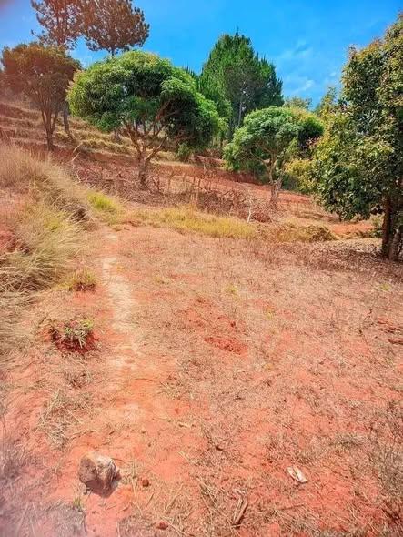 Terrain à vendre — Imerintsiatosika - photo 3