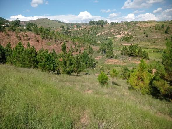 Terrain 15 000 m² à vendre — Ambatofotsy - photo 1