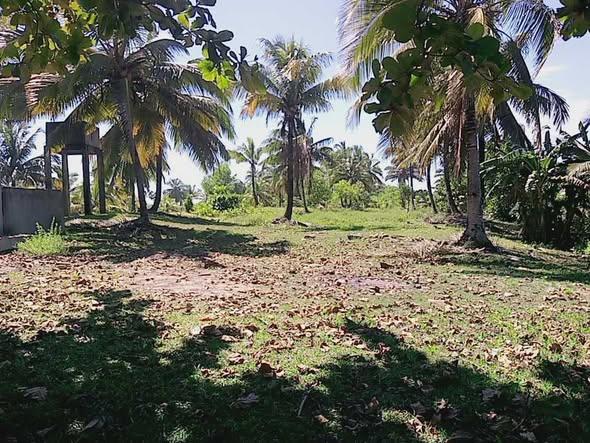 Terrain 10 000 m² à vendre — Mahambo - photo 2