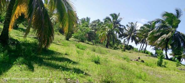 Terrain 10 000 m² à vendre — Mahambo - photo 3