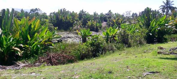 Terrain 10 000 m² à vendre — Mahambo - photo 4