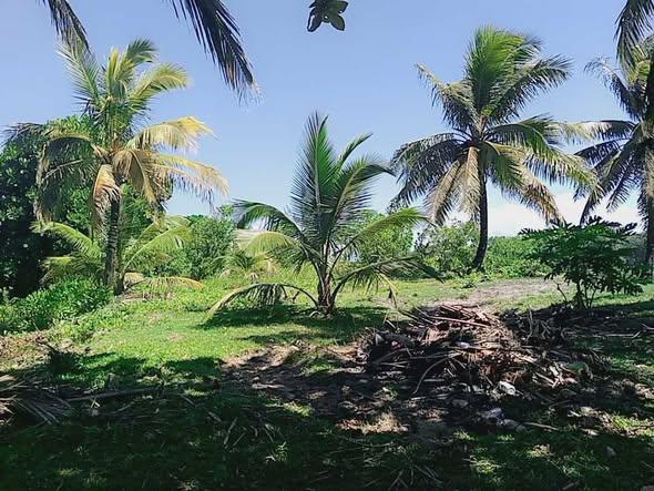 Terrain 10 000 m² à vendre — Mahambo - photo 5