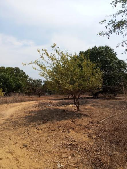 Terrain 400 m² à vendre — Amborovy - photo 4