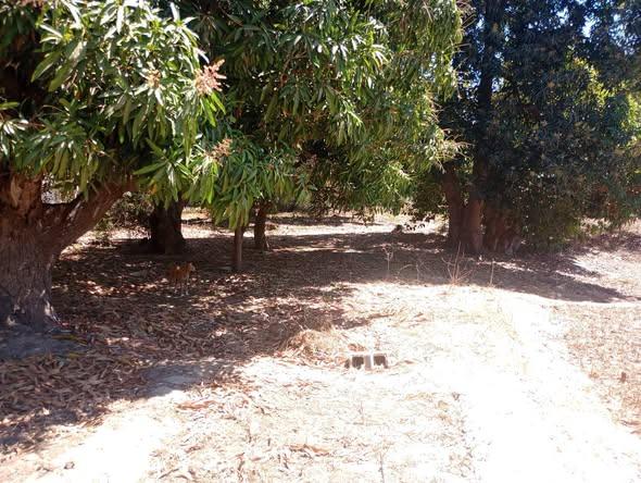 Terrain 140 m² à vendre — Mahajanga - photo 2