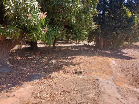 Terrain 140 m² à vendre — Mahajanga - photo 3