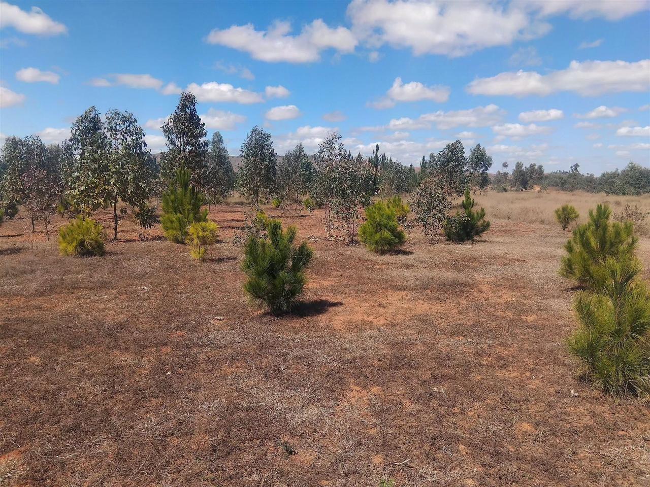Terrain boisé 5 400 m² — Merimandroso, Ivato - photo 1