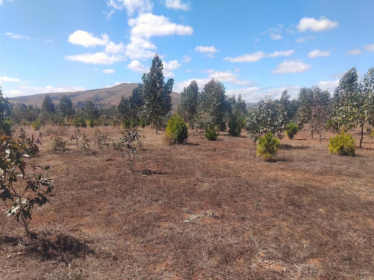 Terrain boisé 5 400 m² — Merimandroso, Ivato - photo 2