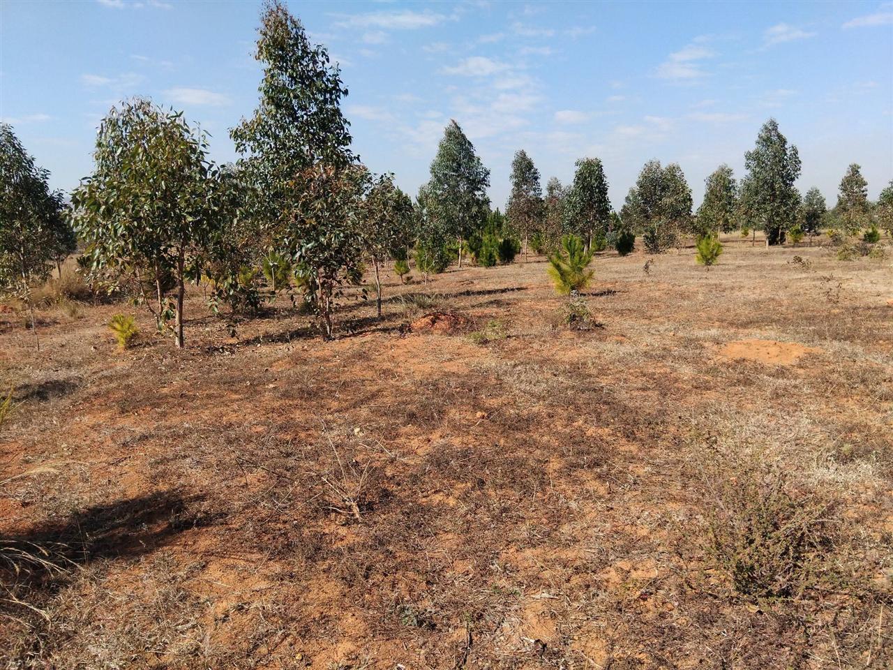Terrain boisé 5 400 m² — Merimandroso, Ivato - photo 3