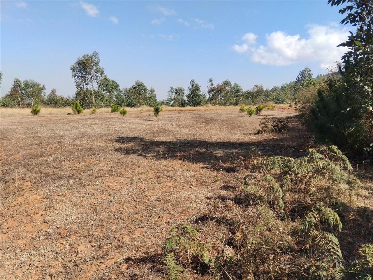 Terrain boisé 5 400 m² — Merimandroso, Ivato - photo 4