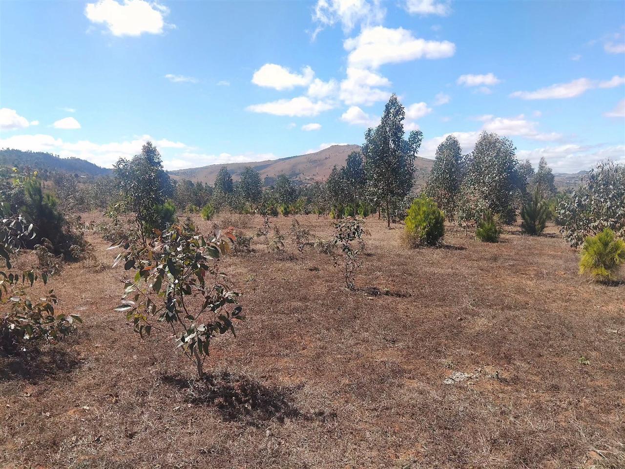 Terrain boisé 5 400 m² — Merimandroso, Ivato - photo 5