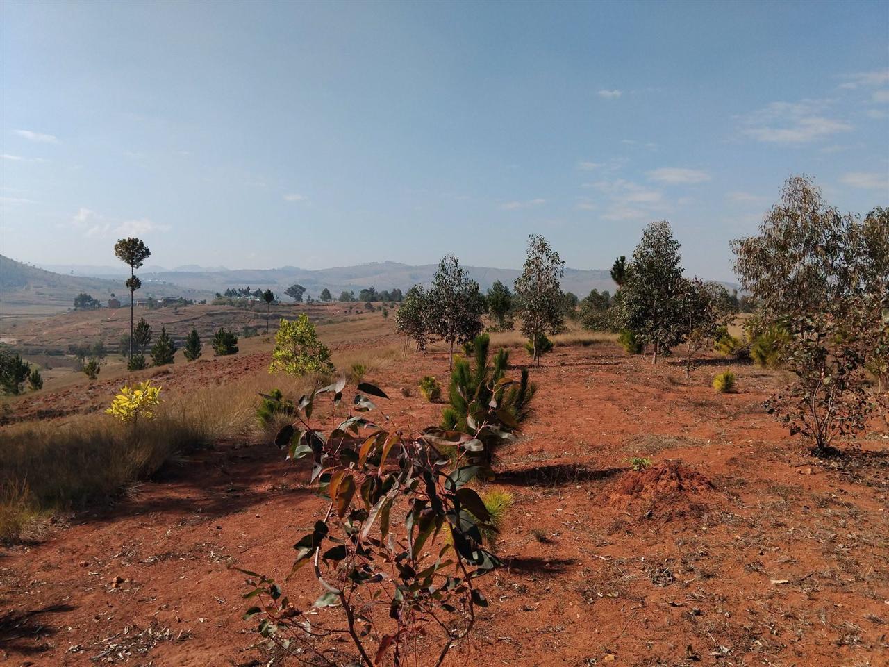 Terrain boisé 5 400 m² — Merimandroso, Ivato - photo 6