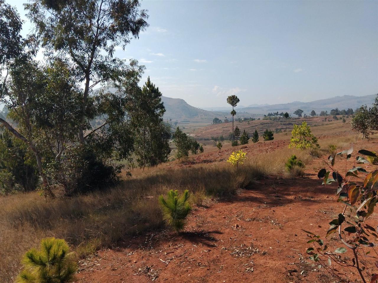 Terrain boisé 5 400 m² — Merimandroso, Ivato - photo 7