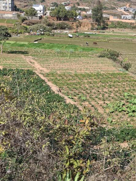 Terrain 6 000 m² à vendre — Ambohijanaka · 70 000 Ar/m² - photo 4