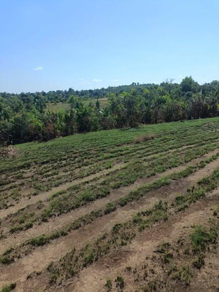 Terrain 280 ha à vendre — Mananjary · 2 000 000 Ar/ha - photo 2