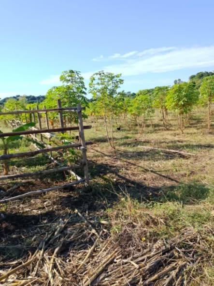 Terrain 480 m² à vendre — Nosy Be - photo 2