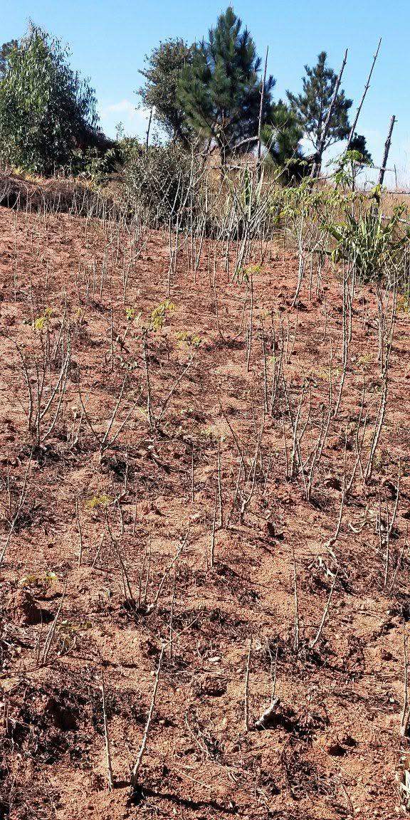 Terrain 1 000 m² accès voiture — Iavoloha, Antananarivo - photo 2