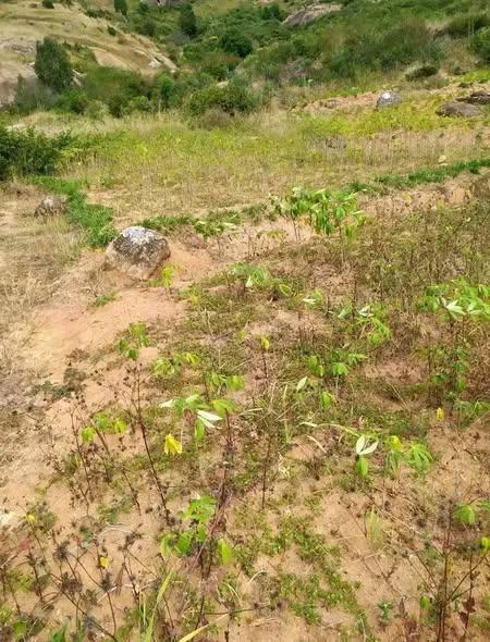 Terrain à vendre — Manjakandriana - photo 2
