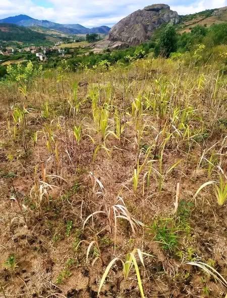 Terrain à vendre — Manjakandriana - photo 4