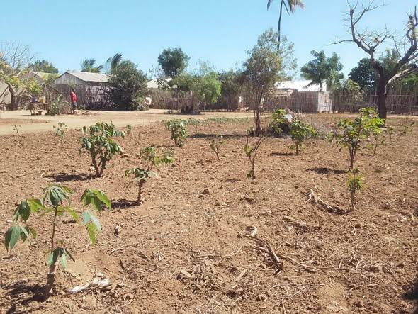 Terrain à vendre — Toliara - photo 3