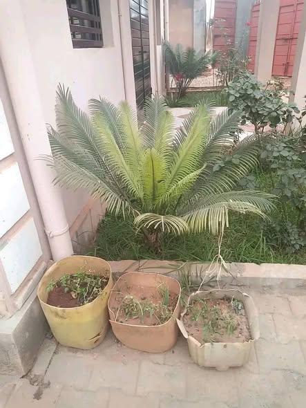 Maison 2 ch. à louer — Ambohidratrimo - photo 4