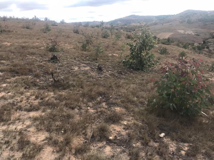 Terre agricole 9 000 m² à vendre — Andoharanofotsy - photo 1