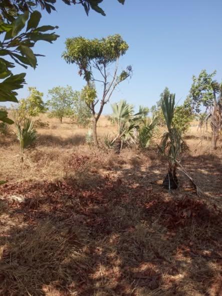 Terrain 30 000 m² à vendre — Ouest - photo 2