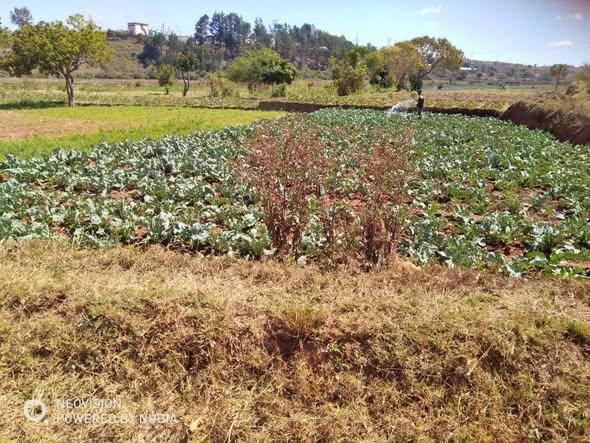 Terre agricole 40 000 m² à vendre — Ambohimanambola - photo 1