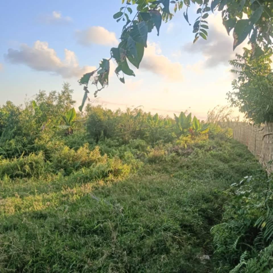 Lots de terrain titrés 300 m² — Ambalamanasy, Toamasina - photo 3