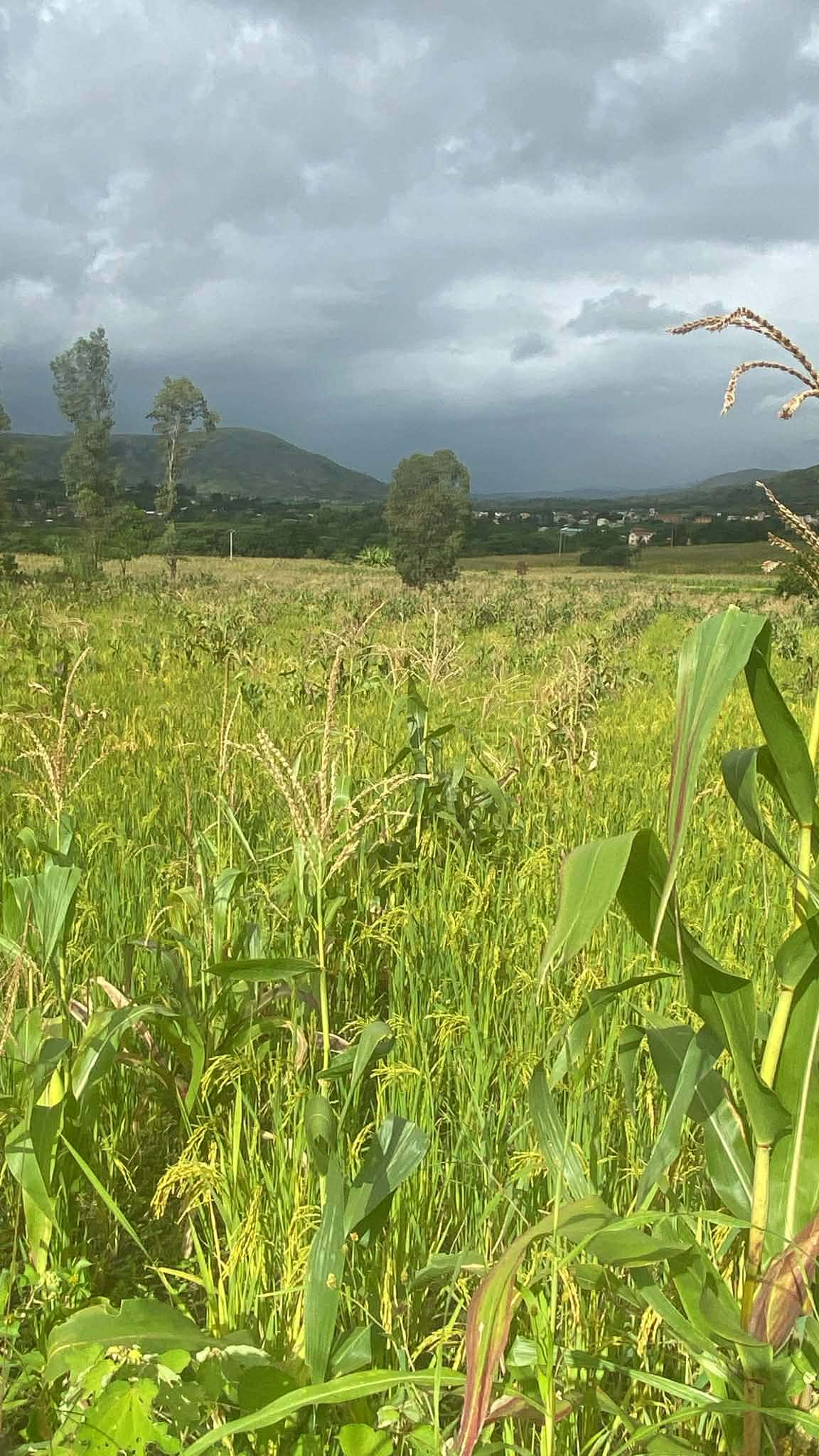 Vente · Terrain · ANALAVORY, Antananarivo - photo 1